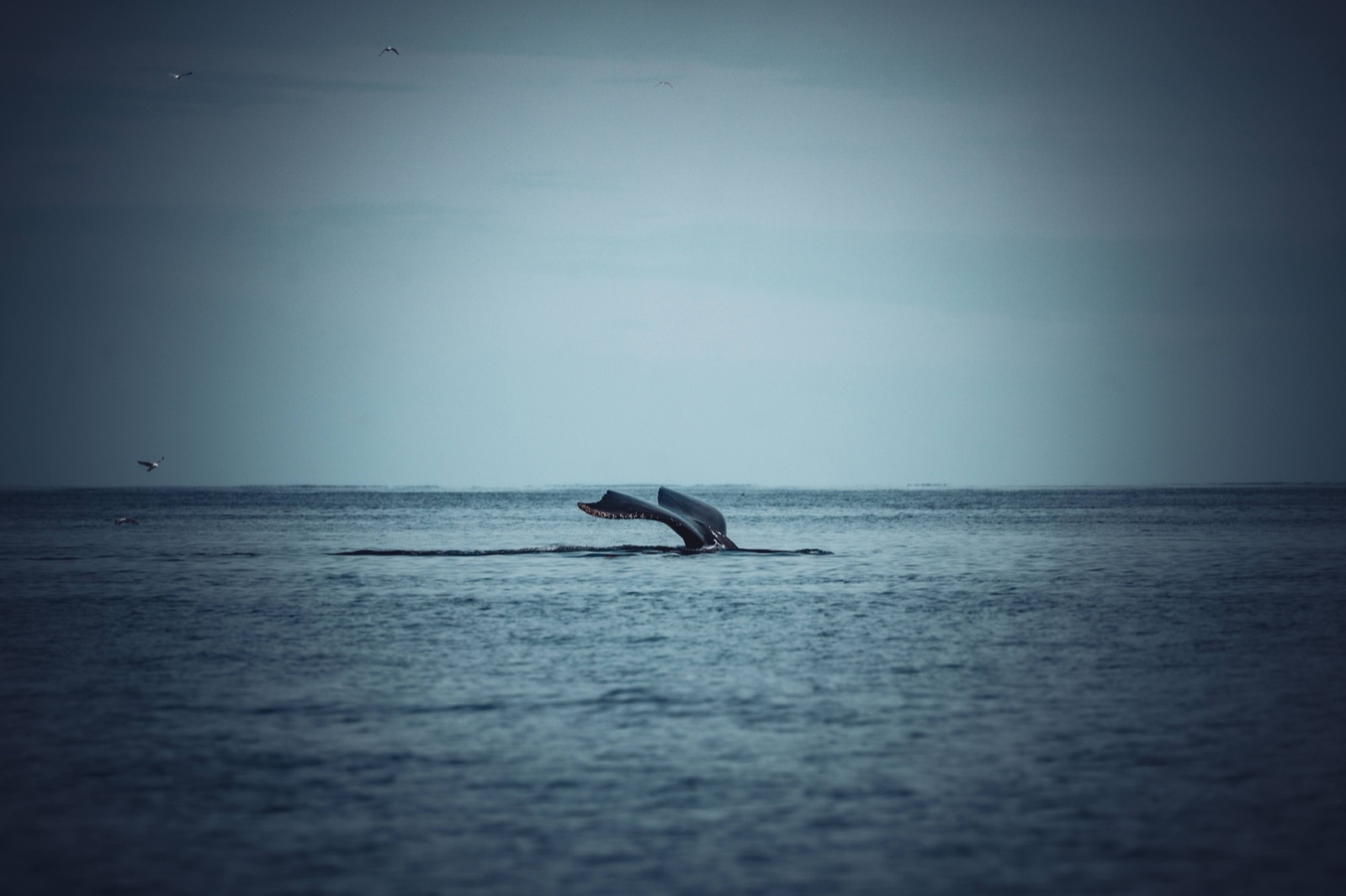 Shakedown: Newfoundland photo 4