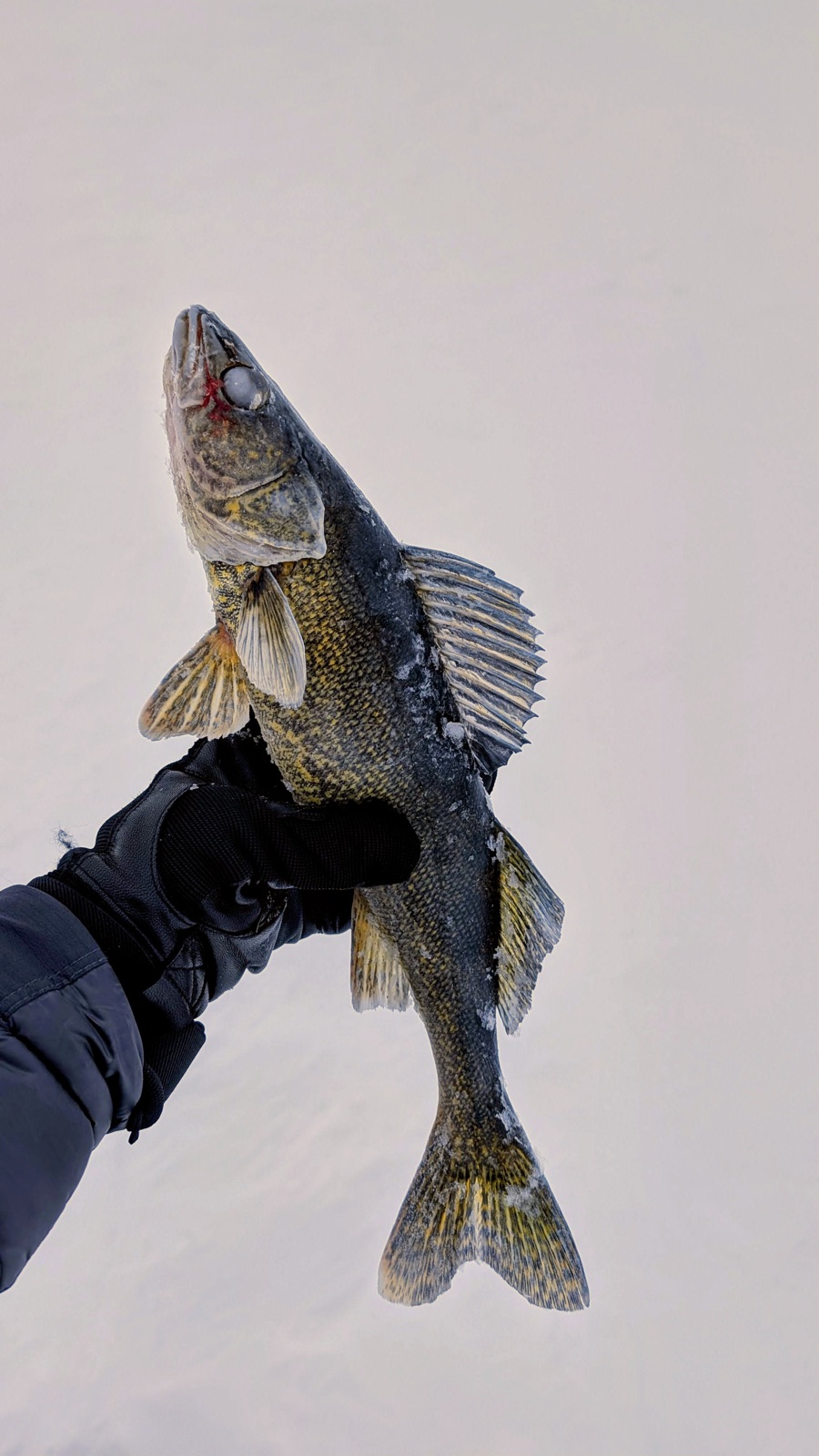 Shakedown: Northern Quebec in winter photo 5